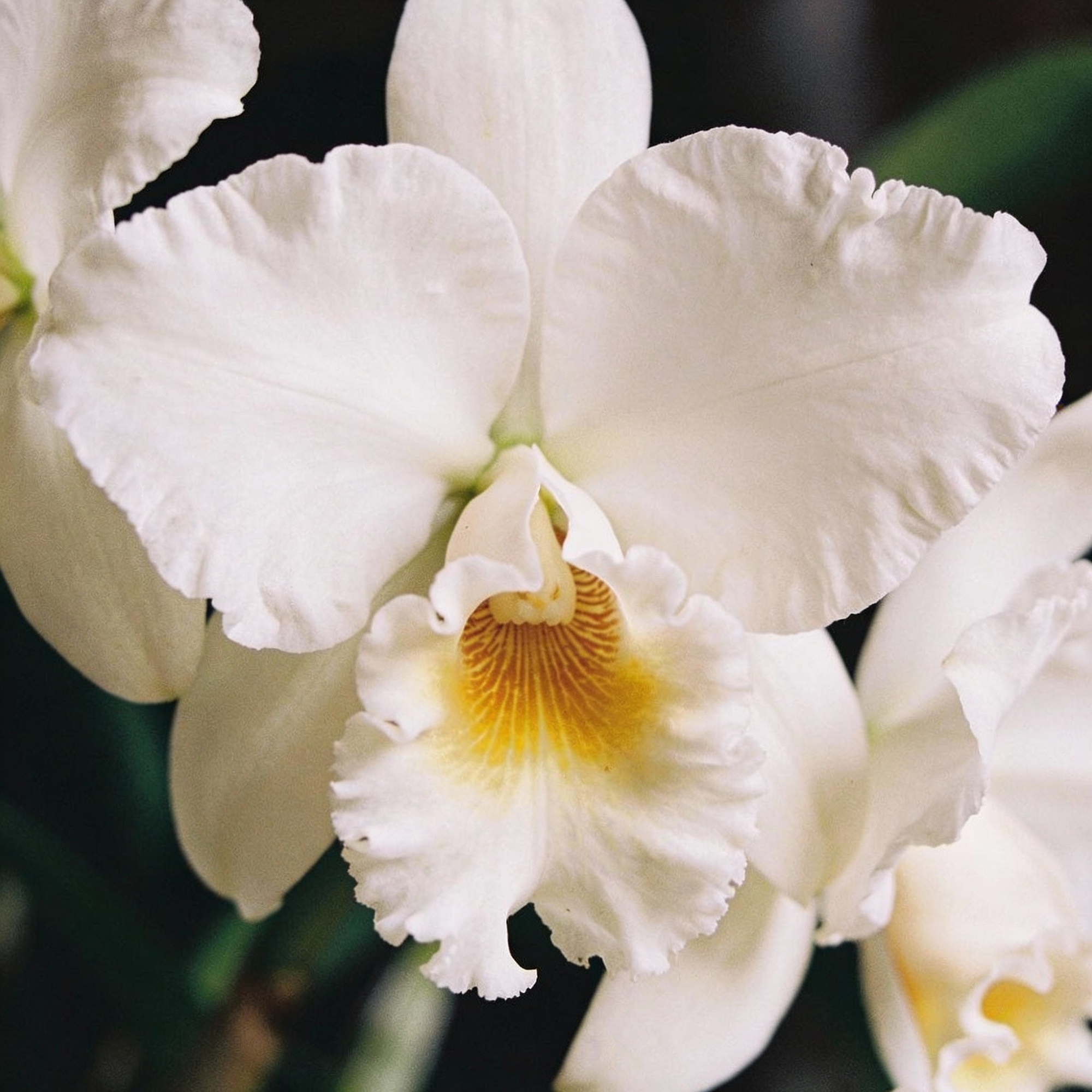 white-cattleya-orchid-seeds-white-orchid-flower-seeds-for-garden