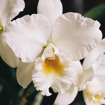 White Cattleya Orchid Seeds - White Orchid Flower Seeds for Garden