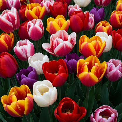 Mixed Tulip Flower Seeds - Tulip Flower Seeds for Garden