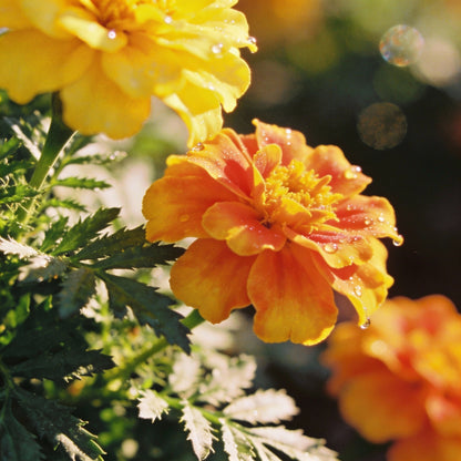 Signet Marigold Seeds – Delicate Edible Garden Blooms