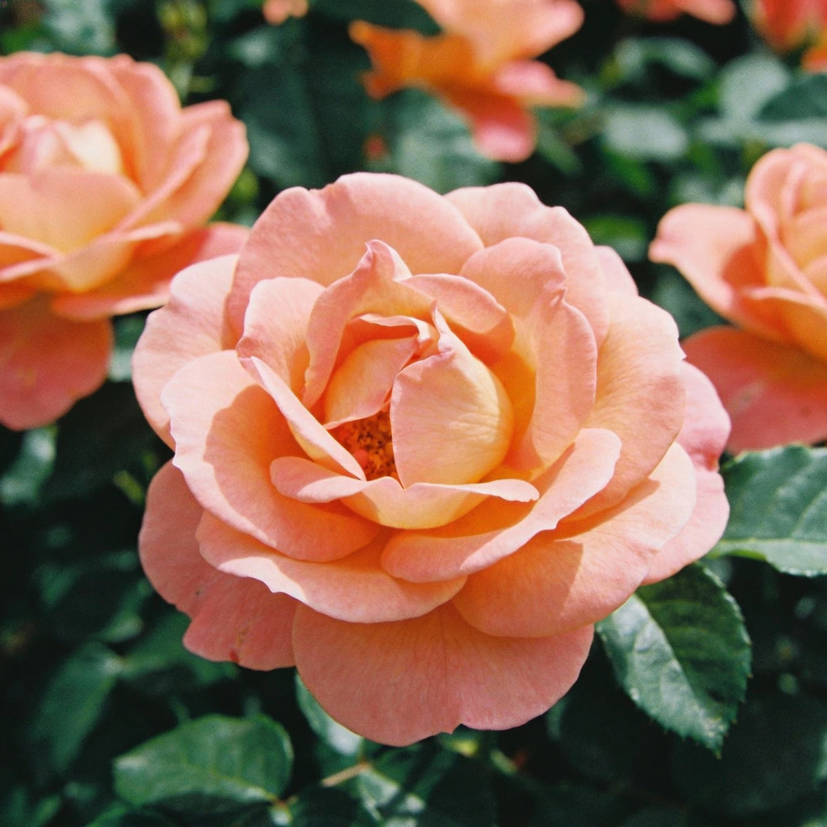 Peach Rose Flower Seeds - Peach Rose Flower Seeds for Garden