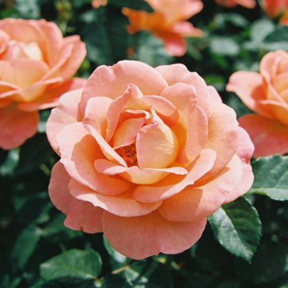 Peach Rose Flower Seeds - Peach Rose Flower Seeds for Garden