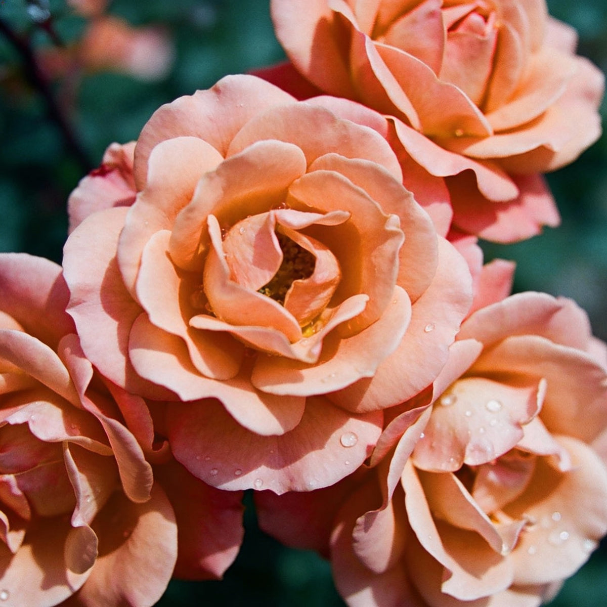 Peach Rose Flower Seeds - Peach Rose Flower Seeds for Garden