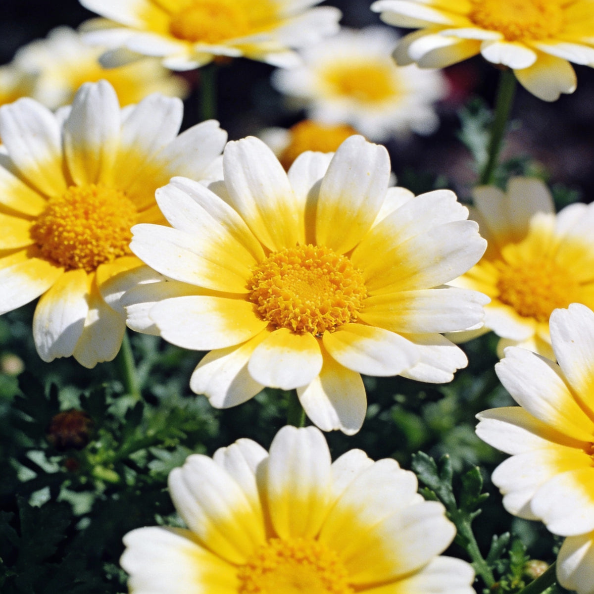 Yellow White Aster Flower Seeds - Aster Flower Seeds for Garden