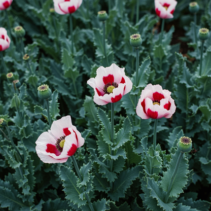 Papaver Poppy Victoria Cross Seeds for Garden Planting