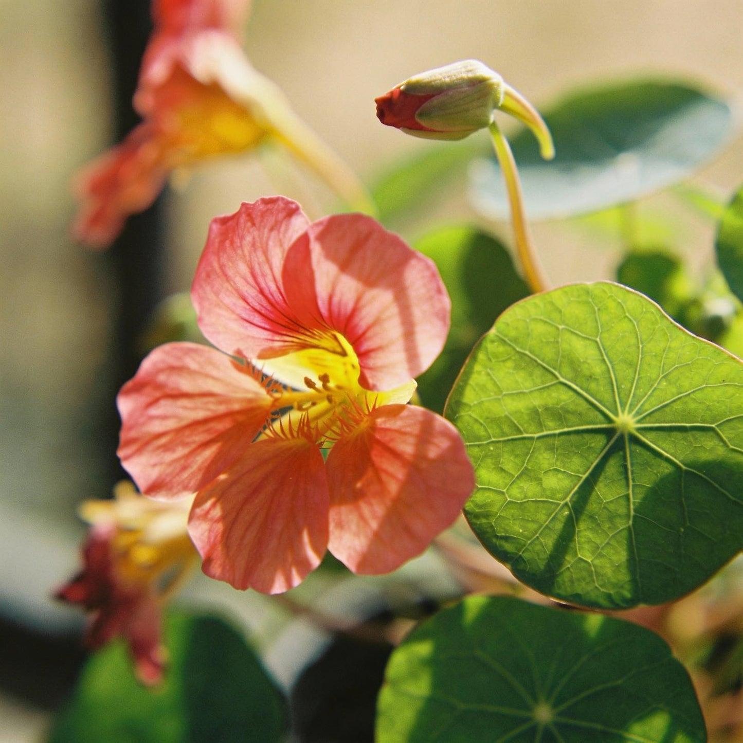 Nasturtium Cherry Rose Jewel Seeds for Garden Planting