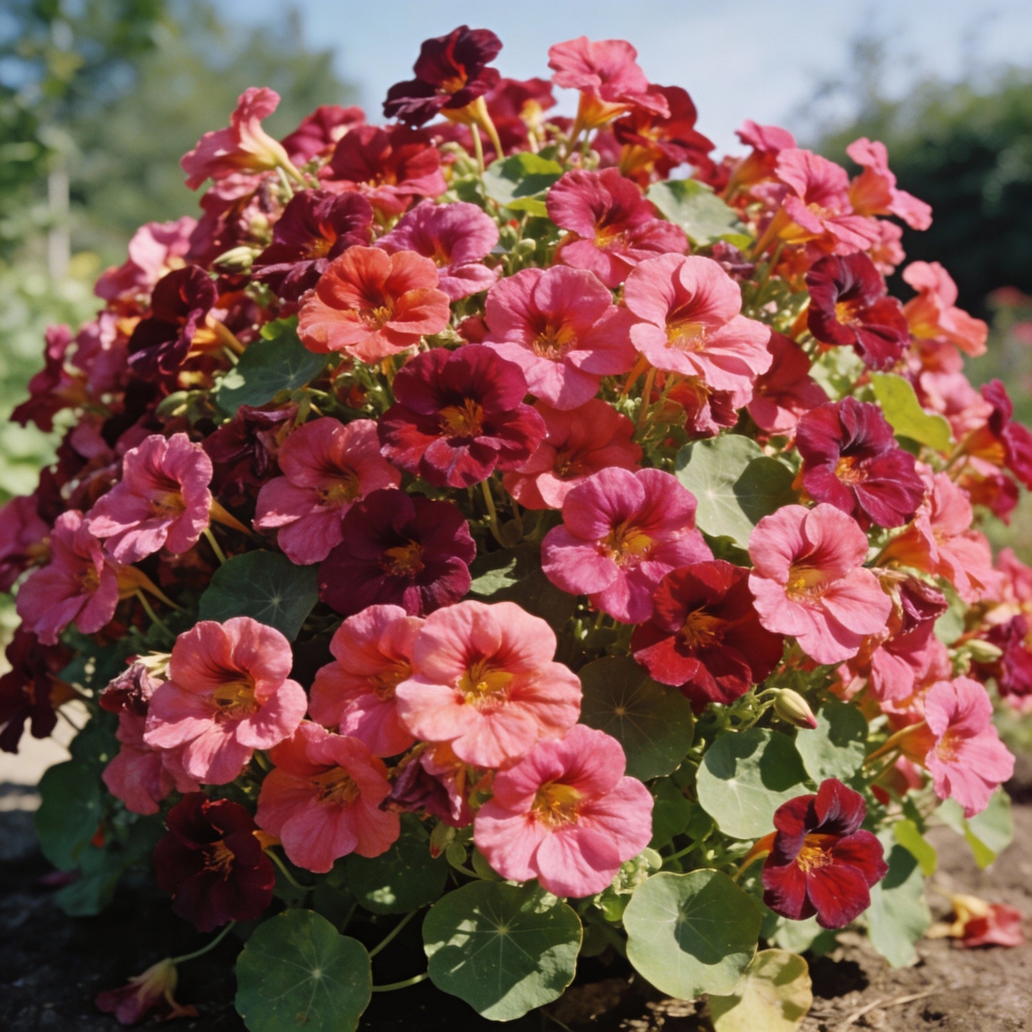 Nasturtium Cherry Rose Jewel Seeds for Garden Planting