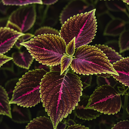 Coleus Heirloom Seeds - Purple Dark Violet Lavender and Rich Purple