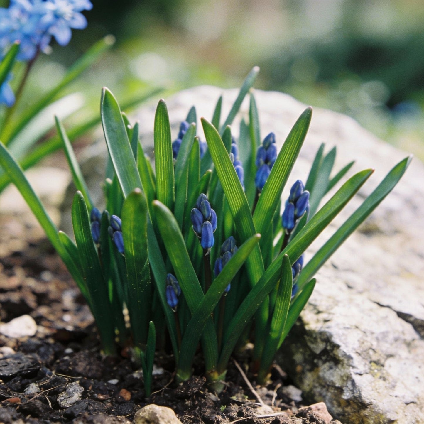 Scilla Cilicica Seeds for Garden Planting