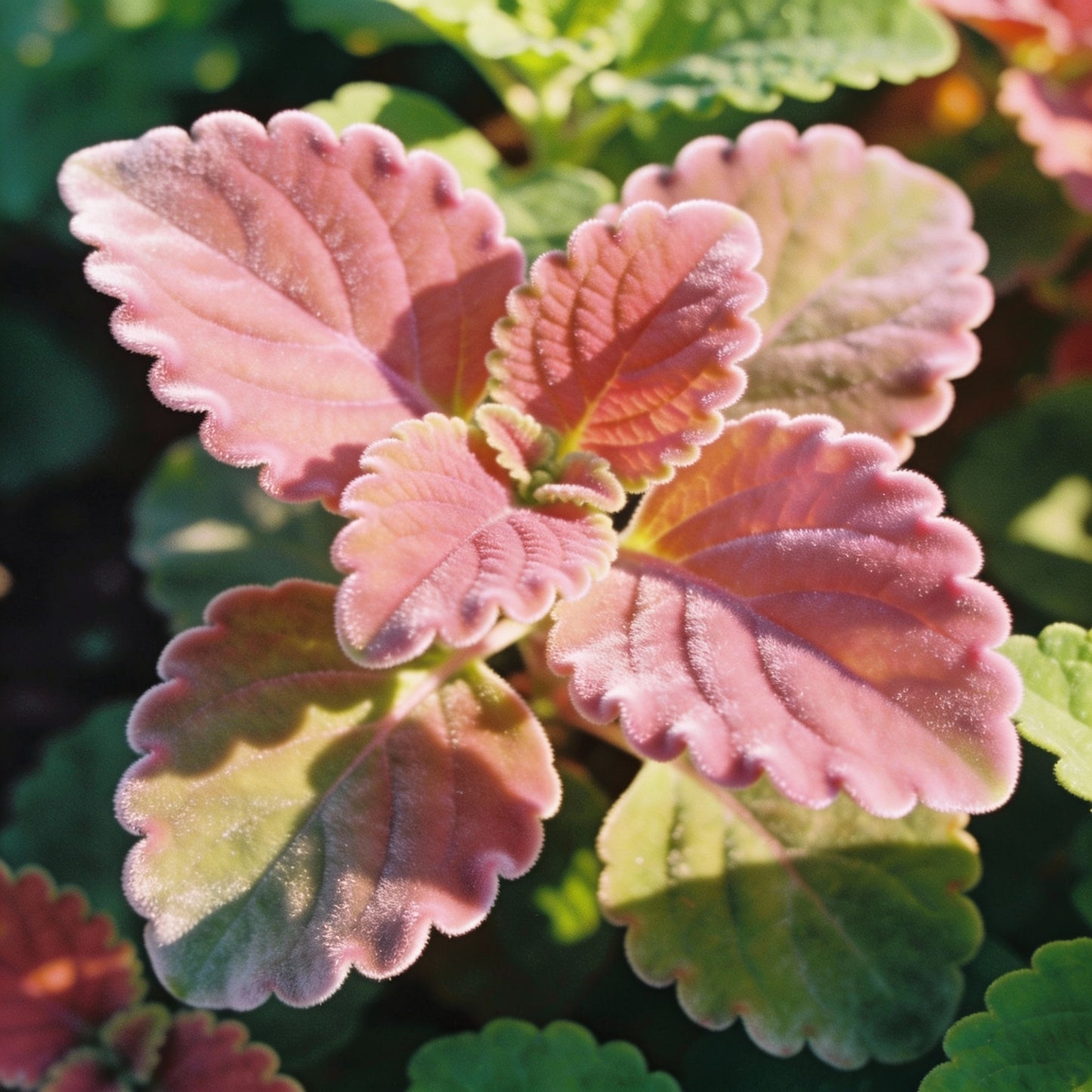 Coleus Heirloom Seeds - Pink Soft Pastels to Fuchsia and Magenta