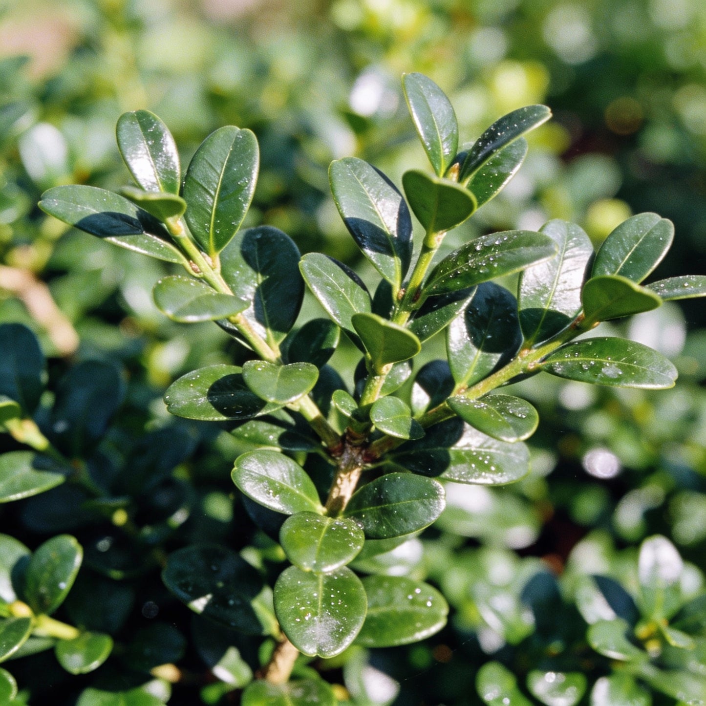 Boxwood Buxus Sempervirens Seeds - Boxwood Seeds for Garden