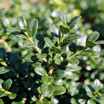 Boxwood Buxus Sempervirens Seeds - Boxwood Seeds for Garden