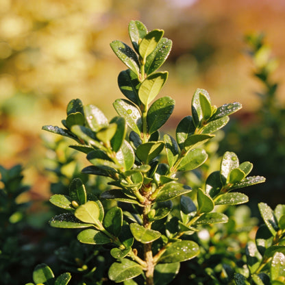 Boxwood Buxus Sempervirens Seeds - Boxwood Seeds for Garden