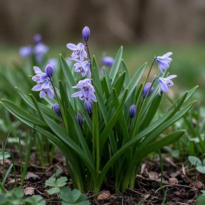 Scilla Autumnalis Seeds – Gardening Bulbs for Fall Planting & Spring Blooms
