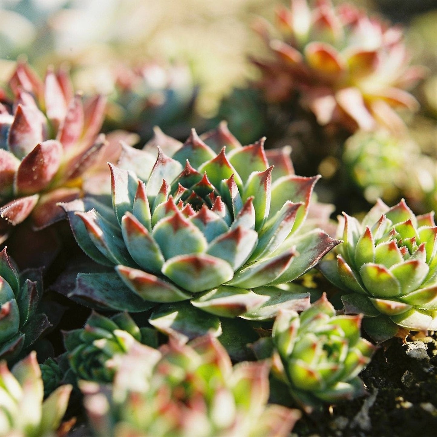 Hens and Chicks Succulent Mix Seeds for Home Garden Planting