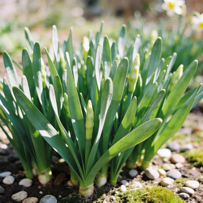 Narcissus White Red Seeds for Garden Planting