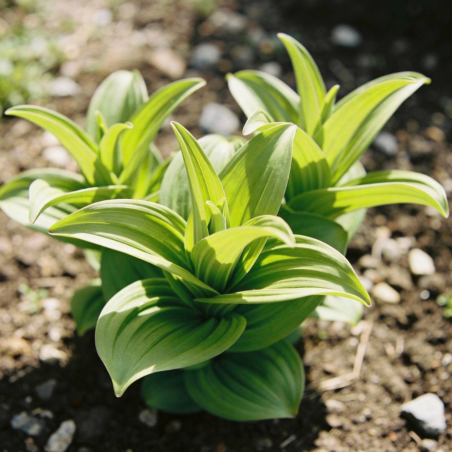 Crown Imperial Fritillaria Seeds - Fritillaria Flower Seeds for Garden