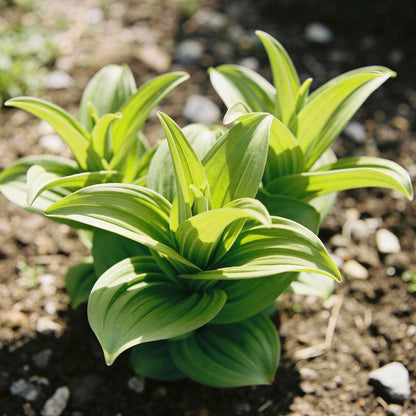Crown Imperial Fritillaria Seeds - Fritillaria Flower Seeds for Garden