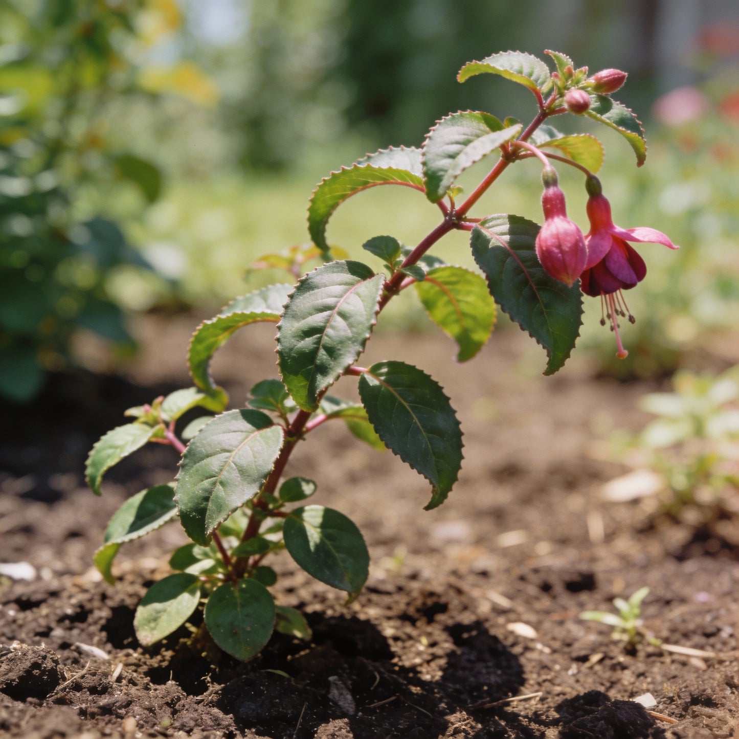 Purple Red Fuchsia Flower Seeds - Fuchsia Flower Seeds for Garden