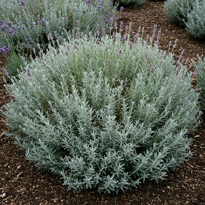 Echium Pink Pillars Flower Seeds - Echium Flower Seeds for Garden