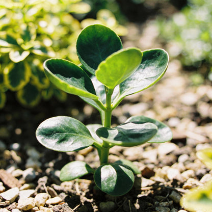 Senecio Goldplate Seeds for Garden Planting