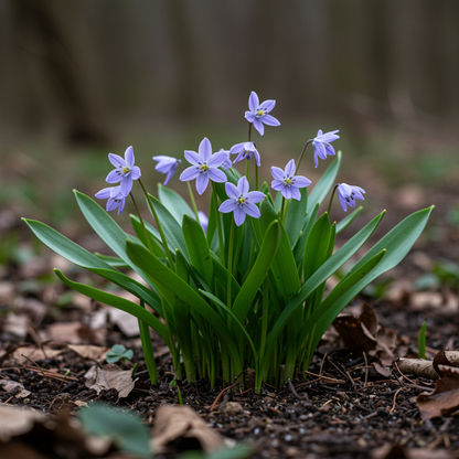 Scilla Reverchonii Seeds for Garden Planting