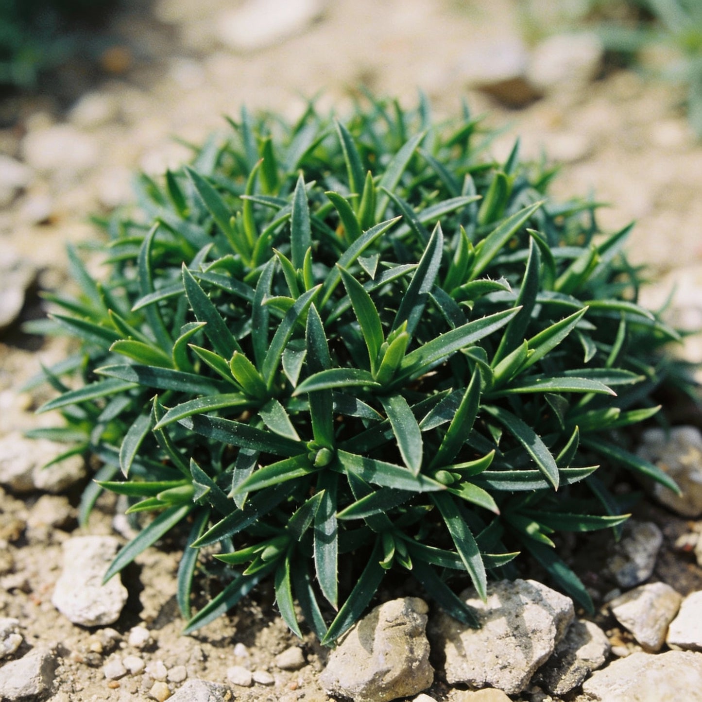 Armeria Maritima Flower Seeds for Garden Planting