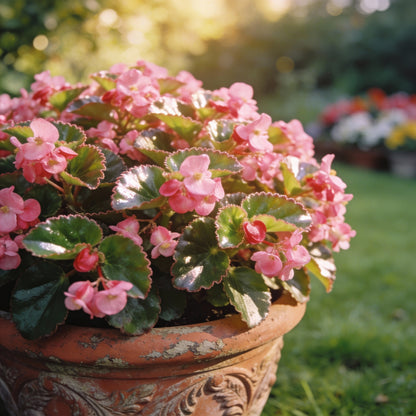 Pink Rieger Begonia Seeds for Indoor and Outdoor Gardens