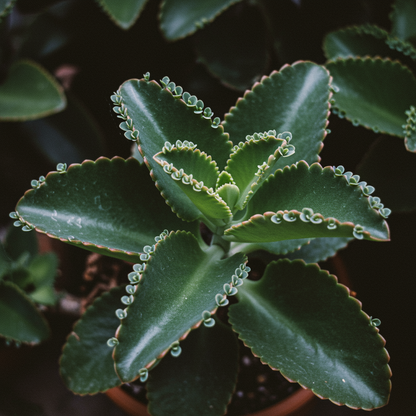 Dark Blue Kalanchoe Seeds - Kalanchoe Flower Seeds for Garden