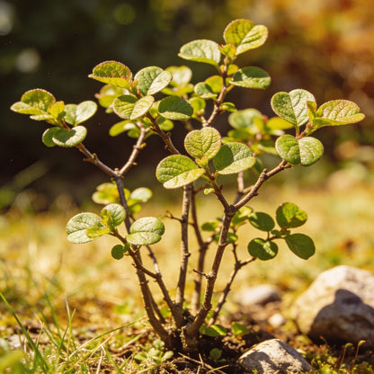 Securinega Suffruticosa Seeds for Garden Planting