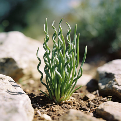 Romulea Tortuosa Flower Seeds for Garden Planting