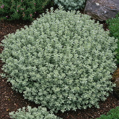 Rockcress Purple Seeds - Aubrieta Ground Cover Flower Seeds for Garden