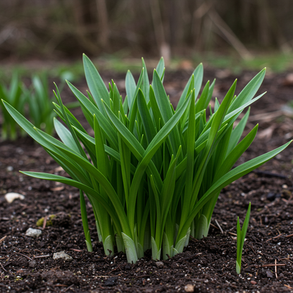 Autumn Crocus Seeds Colchicum autumnale for Garden Planting