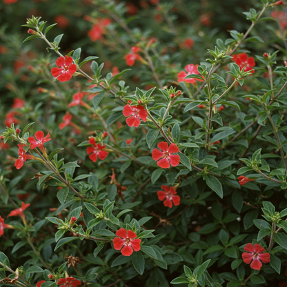 Cuphea Firecracker Plant Seeds – Vibrant Tubular Garden Blooms
