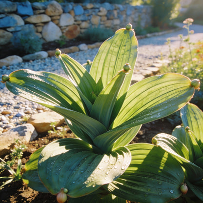 Watsonia meriana var. bulbillifera Seeds for Garden Planting