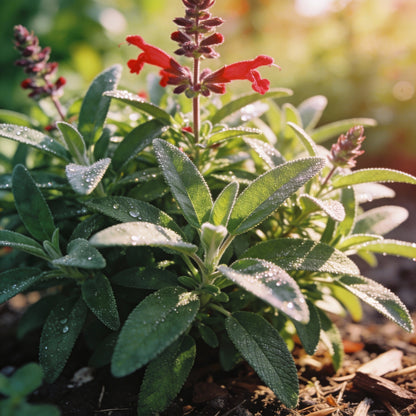Salvia 'Hot Lips' Flower Seeds for Planting