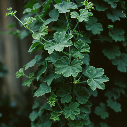 Climbing Geranium Light Violet Seeds - Geranium Flower Seeds for Garden