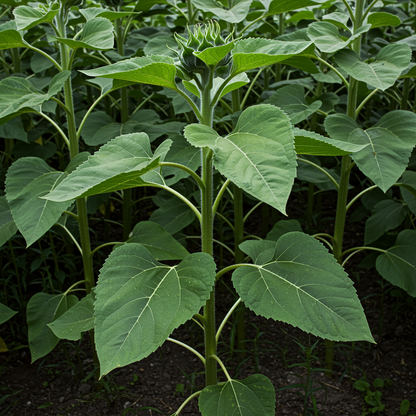 Sunflower Seed Mix Seeds - Sunflower Seeds for Garden