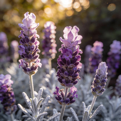 Lilac Lavender Seeds - Lavender Flower Seeds for Garden