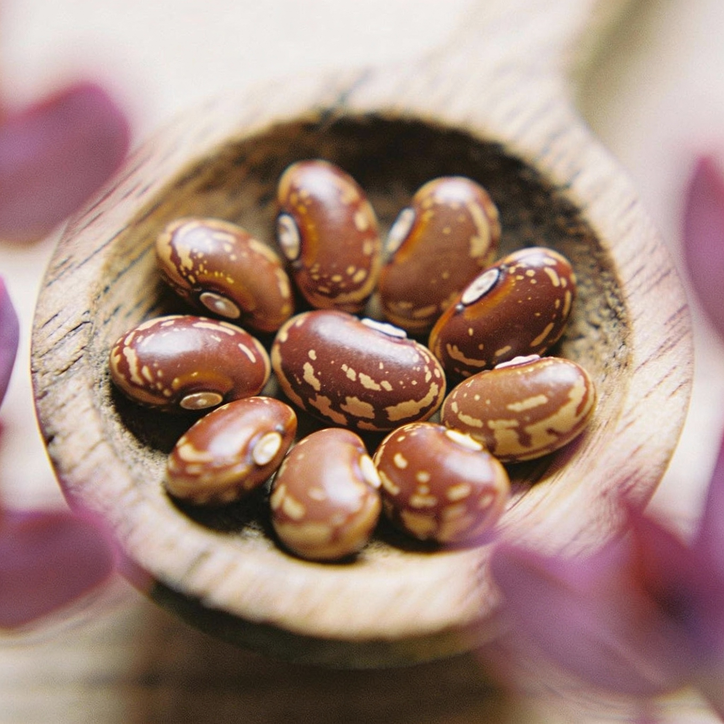 Lupin Russell My Castle Seeds for Garden Planting