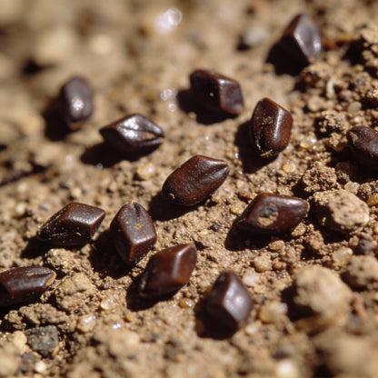 Moraea Polystachya Flower Seeds for Garden Planting