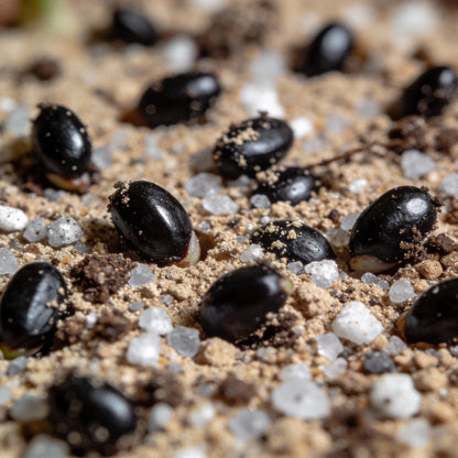 Eucomis Bicolor Seeds for Garden Planting