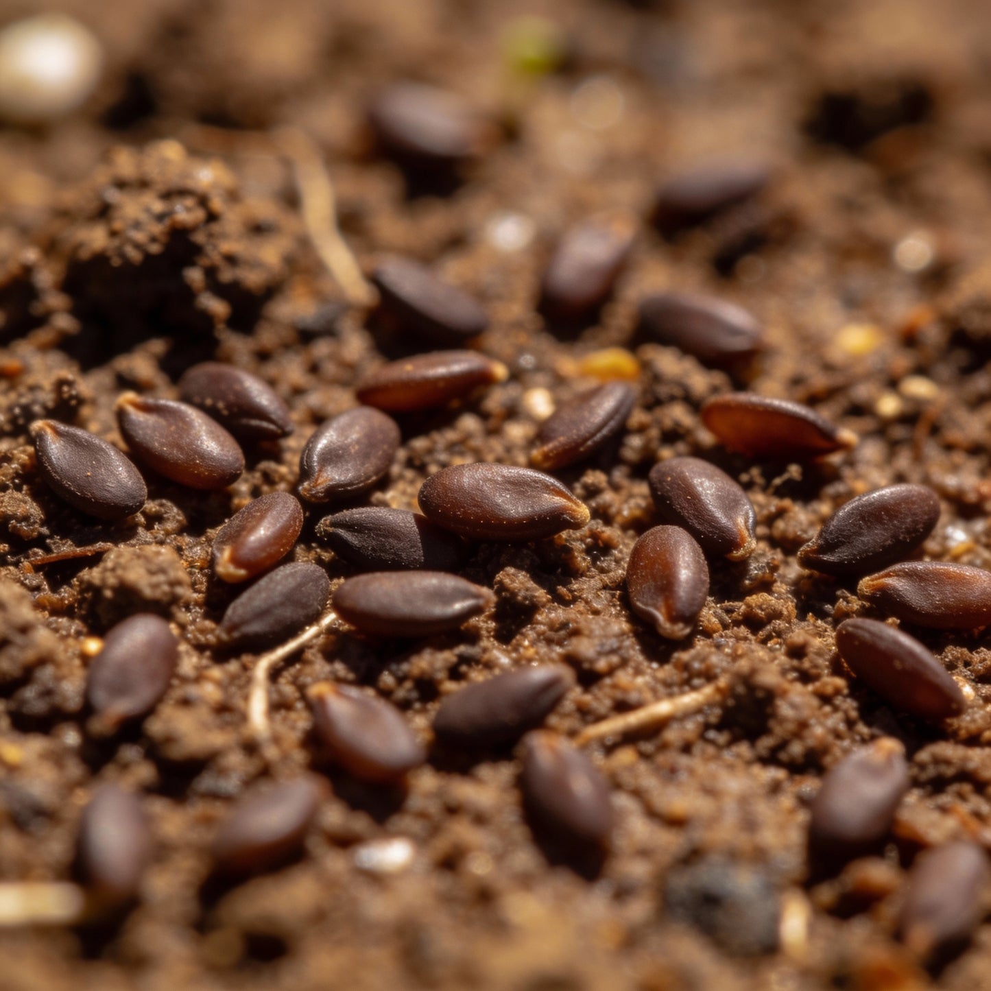 Wallflower Seeds - Cloth of Gold Variety for Garden Planting