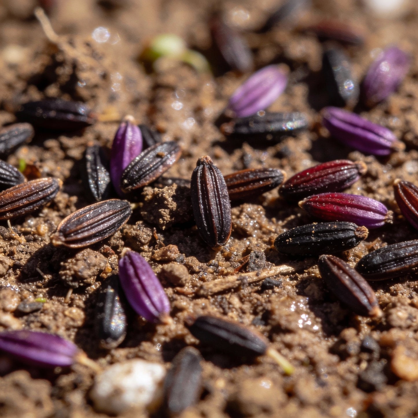Everlasting Daisy Purple Red Seeds for Garden Planting