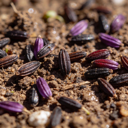 Everlasting Daisy Purple Red Seeds for Garden Planting