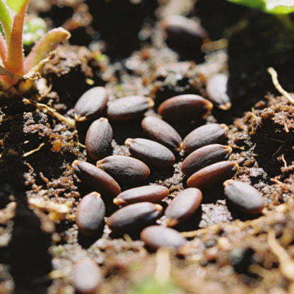 Boykinia Occidentalis Seeds for Garden Planting