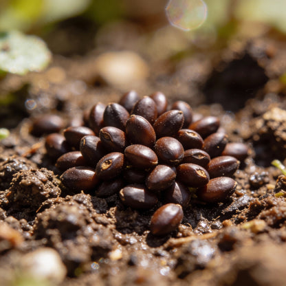 Securinega Suffruticosa Seeds for Garden Planting