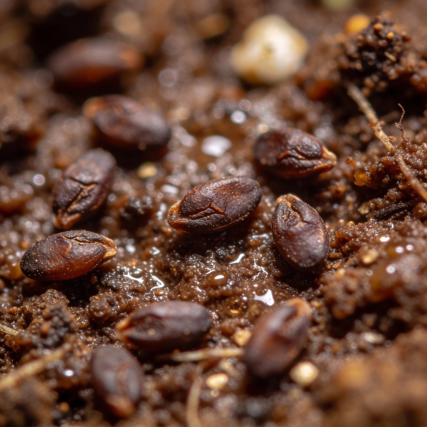 Mimulus Cardinalis Seeds for Garden Planting