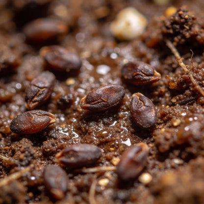 Mimulus Cardinalis Seeds for Garden Planting