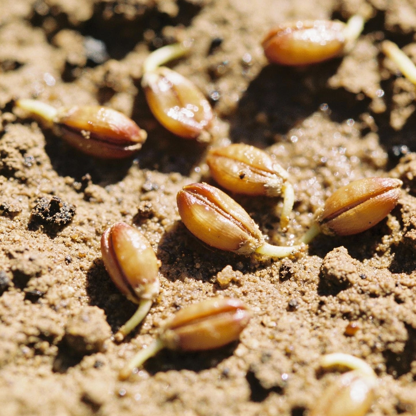 Tulipa Tarda Seeds for Garden Planting
